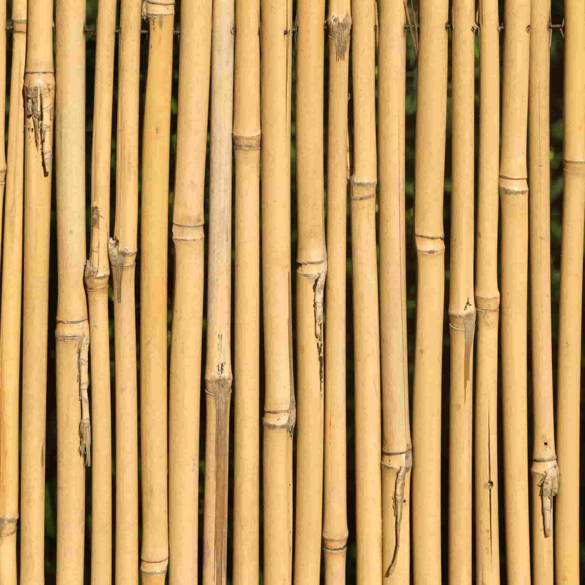 Bamboo building